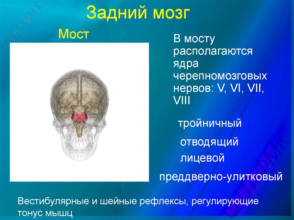 Особенности заднего мозга. Задний мозг. Задний мозг строение. Ядра заднего мозга. Задний мозг мост.