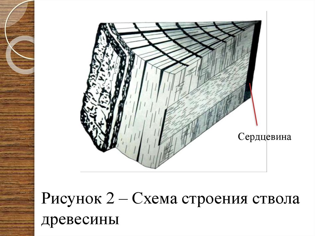 Сердцевина структура. Макроскопическое строение древесины. Сердцевина рисунок. Макроскопические показатели качества древесины.. Рисунок макроскопического строения лиственницы.