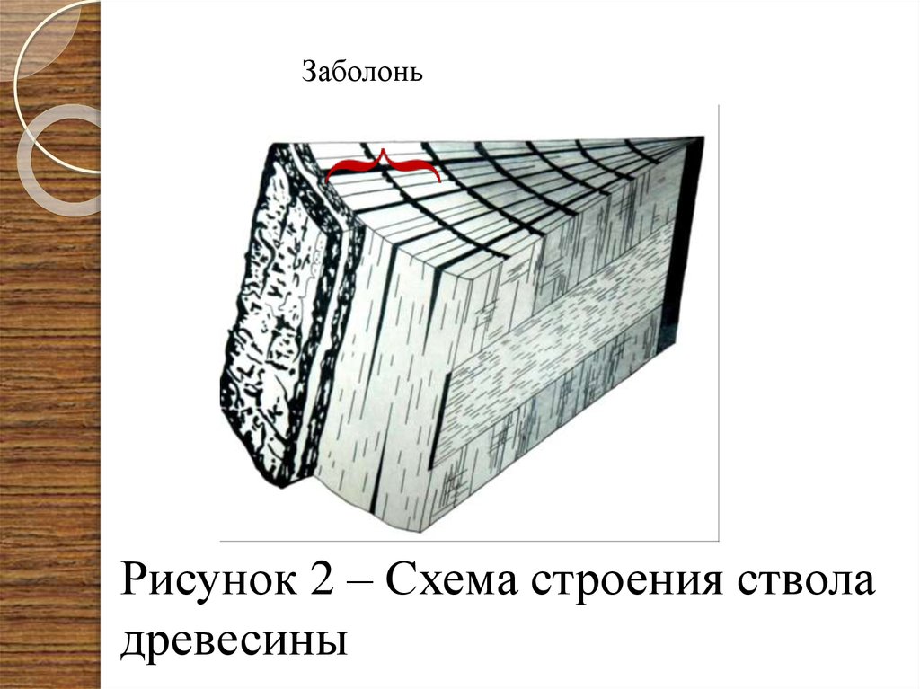 По рисунку с изображением поперечных распилов древесных стеблей определите