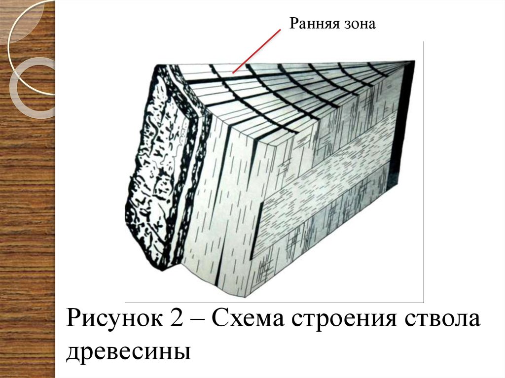 Поздняя древесина. Макроскопическое строение древесины. 2. Макроскопическое строение древесины.. Макроскопическое строение древесины рисунок. Макроскопические признаки древесины.