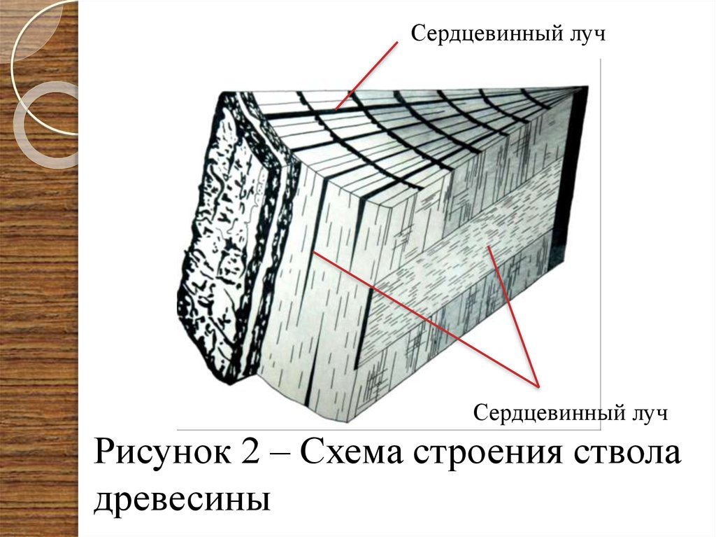Схема древесины. Строение древесины заболонь. Строение сердцевинных лучей древесины. Сердцевинные повторения древесины. Строение дерева сердцевинные лучи.