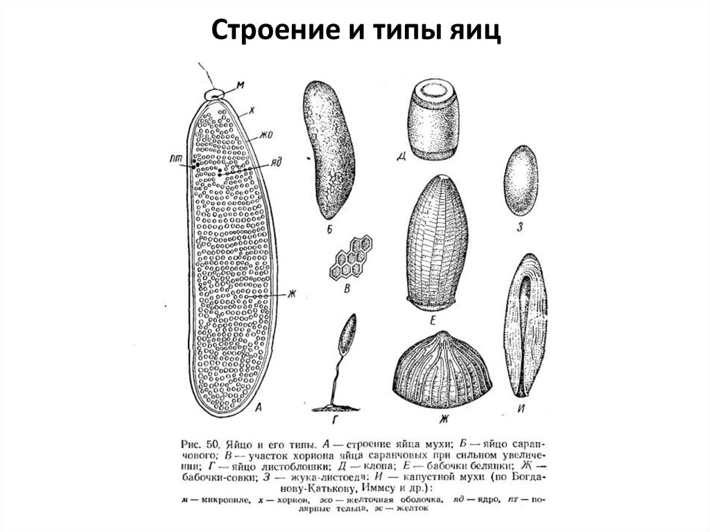 Строение и типы яиц
