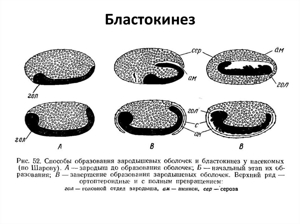 Бластокинез