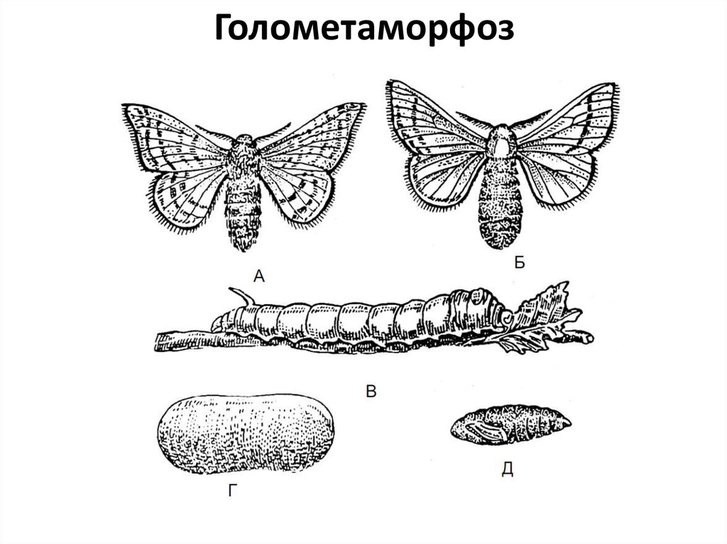 Тип развития насекомых бабочка