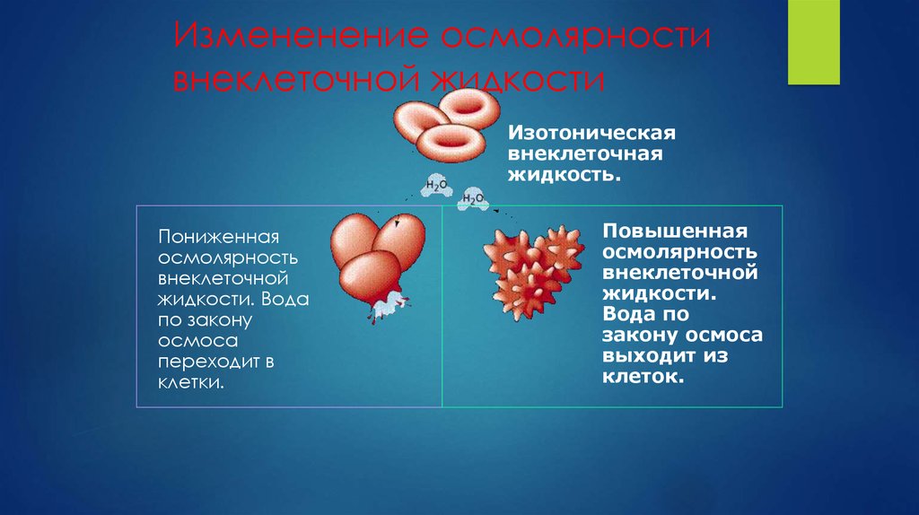 Осмолярность. Осмолярность внеклеточной жидкости. Осмолярность биологических жидкостей организма. Осмолярность интерстициальной жидкости. Осмолярность межклеточной жидкости.