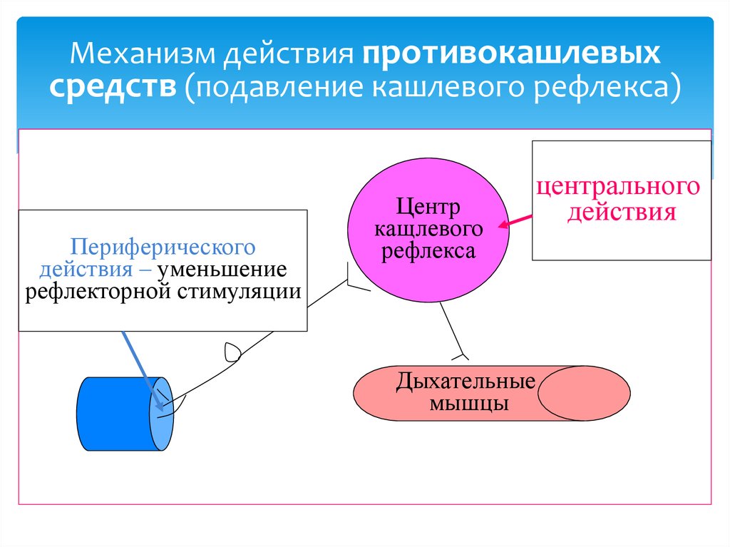 Механизм действия кашля. Противокашлевые препараты механизм действия фармакология. Противокашлевые периферического действия механизм действия. Противокашлевые препараты периферического действия механизм. Механизм действия противокашлевых средств.