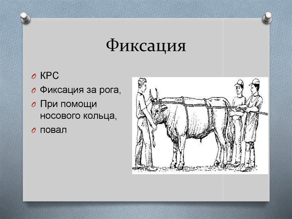 Незаразные болезни крс. Фиксация КРС за рога. Повал для КРС. Фиксирование или фиксация результатов. Носовое кольцо для КРС фиксации.