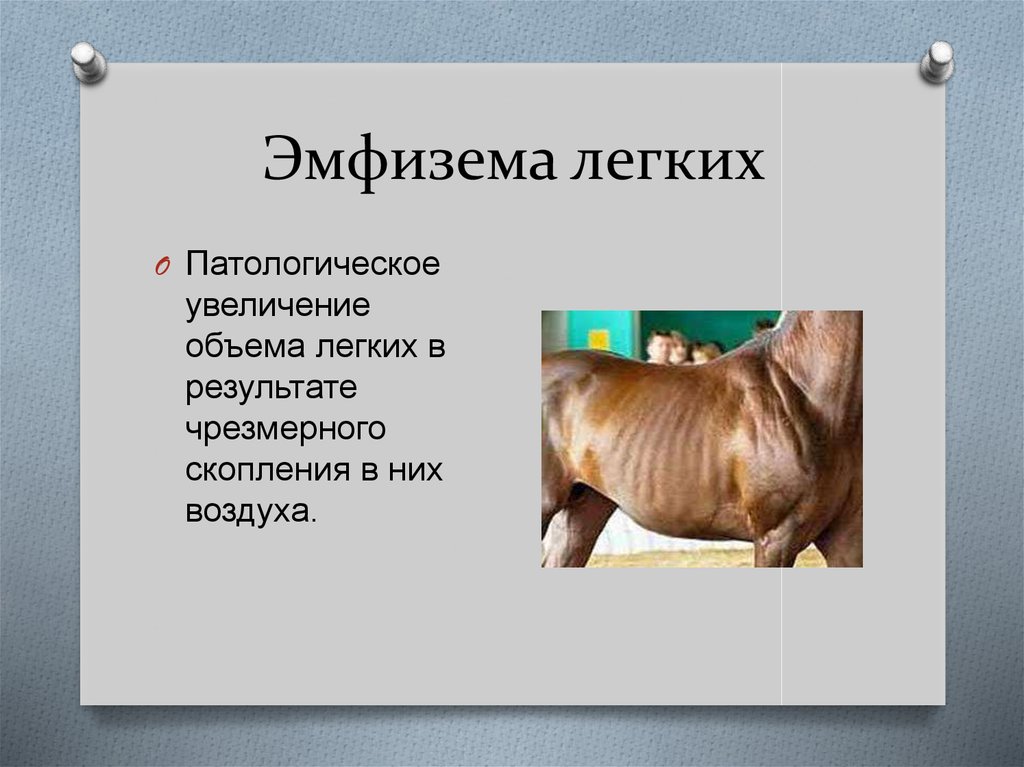 У животного наблюдается гиперфагия раздражение какого отдела мозга дает такую картину