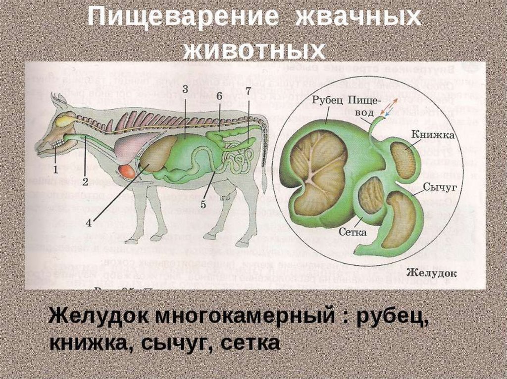 Инфекционные болезни животных картинки