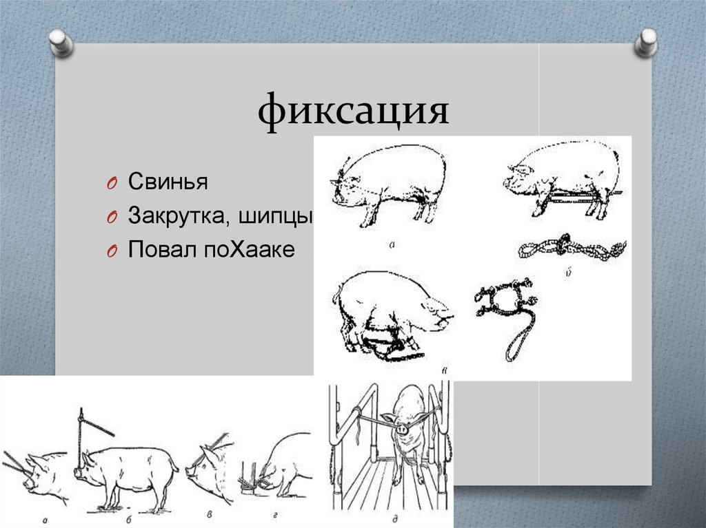 Фиксация животных презентация