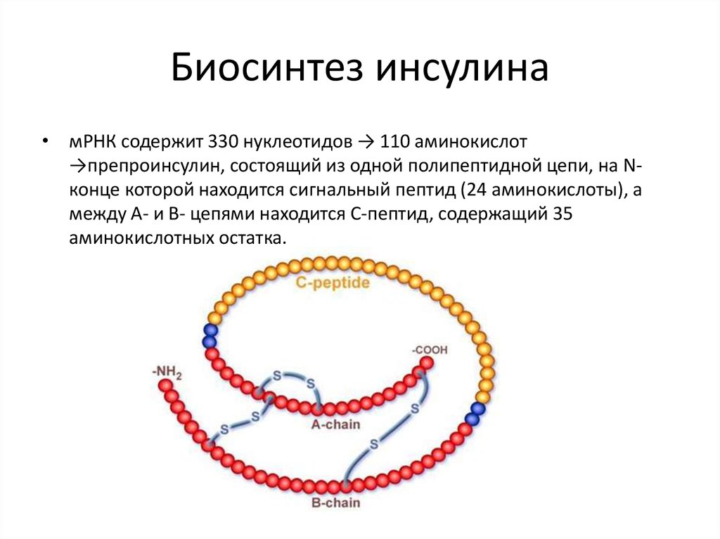 Схема биосинтеза инсулина