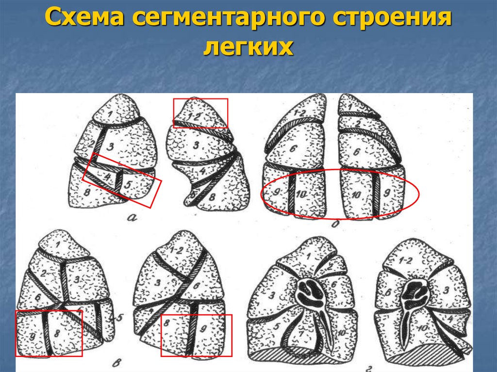 Сегментарное строение легких рисунок