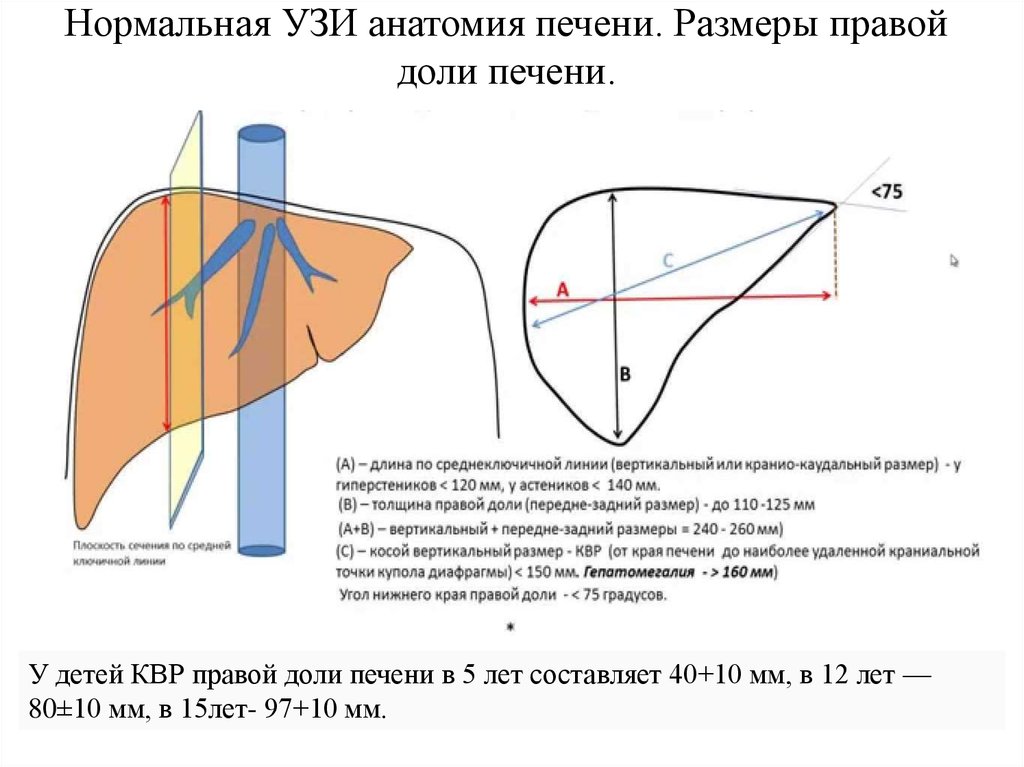 Нормы размеров печени по УЗИ у детей: таблица с показателями по возрасту