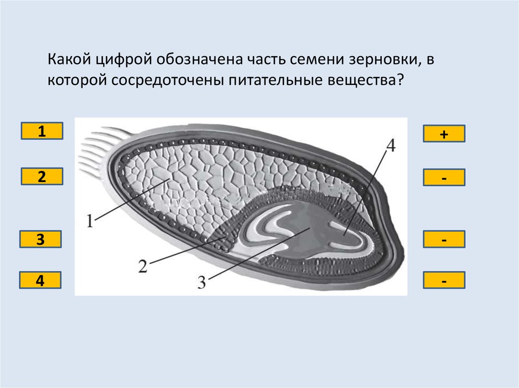 Рассмотрите рисунок семени какая. Часть семени зерновки в которой сосредоточены питательные вещества. Семя зерновки питательные вещества. Часть семени зерновки. Какой цифрой обозначена часть семени зерновки.