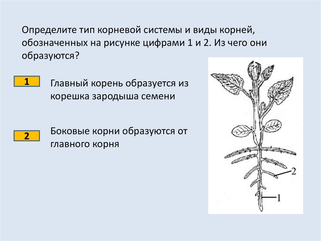 Корни растений тест. Определите Тип корневой системы. Различают два типа корневых систем.