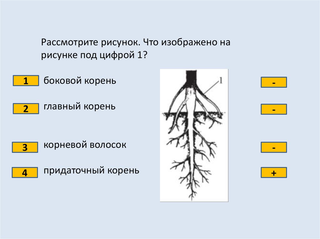 Пояснение корень. Боковые корни. Придаточные корни и боковые корни. Придаточные боковые и главный корень. Главный корень боковой корень придаточный корень.
