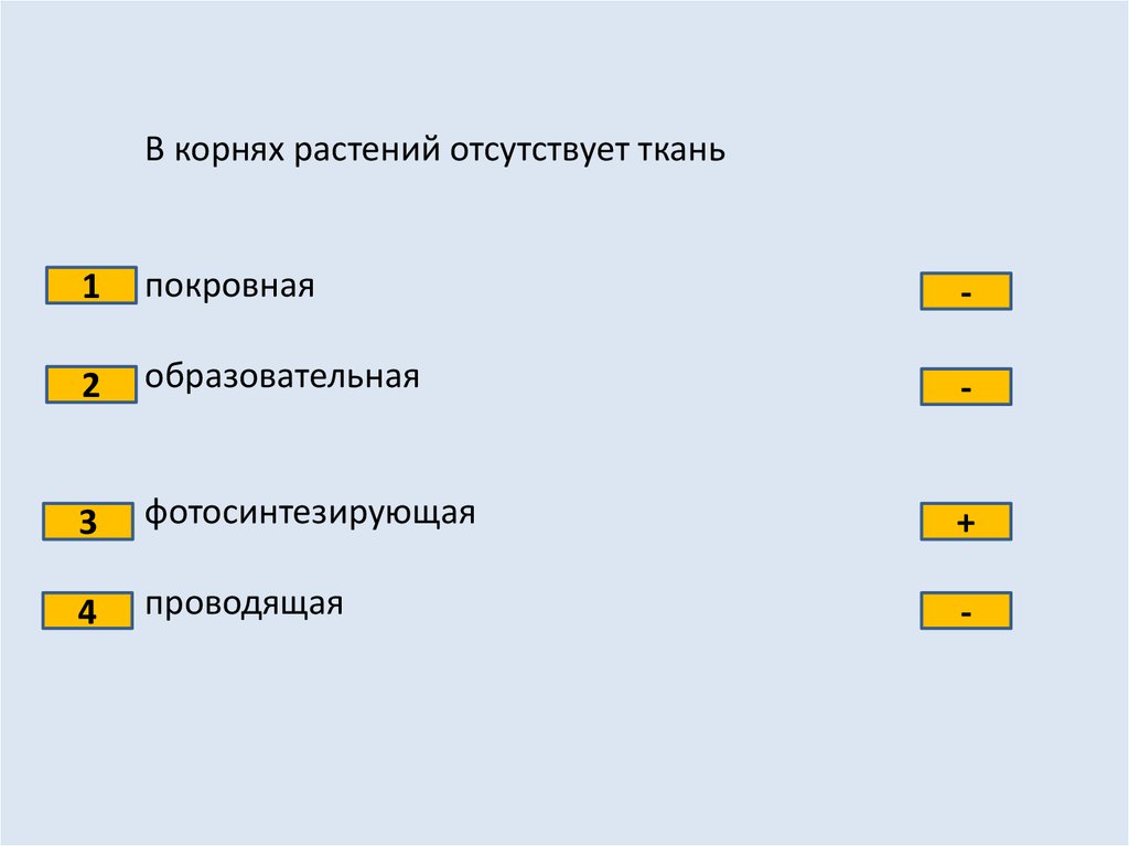 Отсутствуют ткани. В корнях растений отсутствует ткань. Ткань отсутствующая в корне. Ткань отсутствующая в корне называется. Тест по теме органы цветкового растения 6 класс ответы.