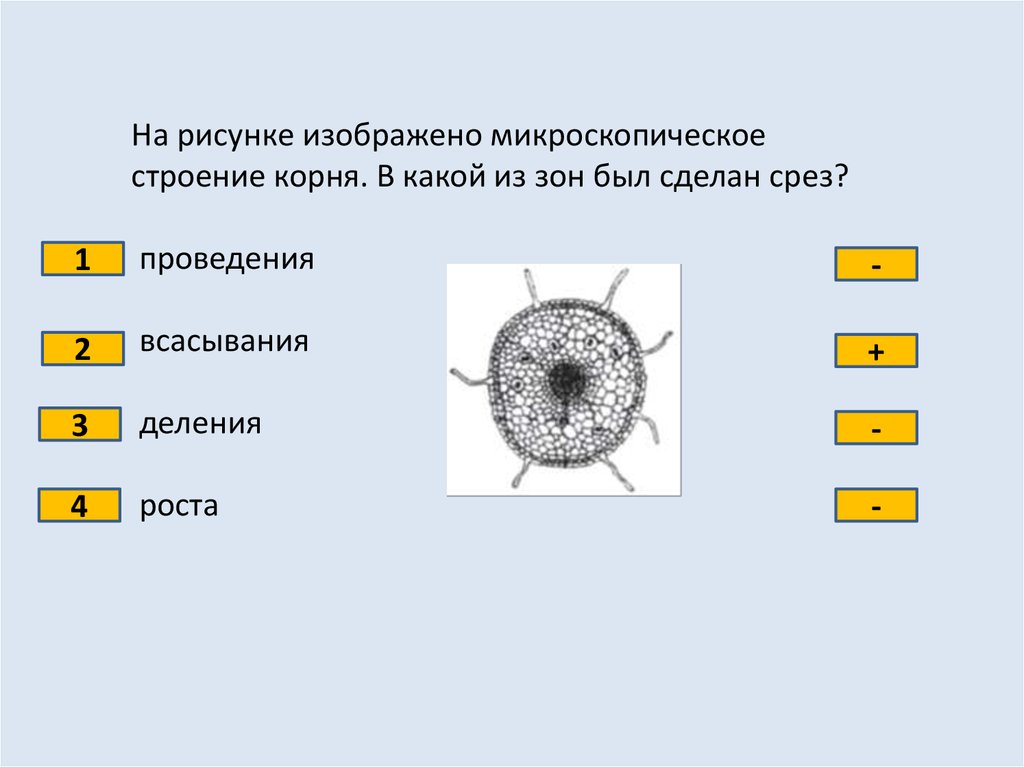 Тест классы цветковых растений 6 класс биология. Микроскопическое строение корня срез. Строение корня срез. Микроскопическое строение корня, зона всасывания. Срез корня в зоне всасывания.