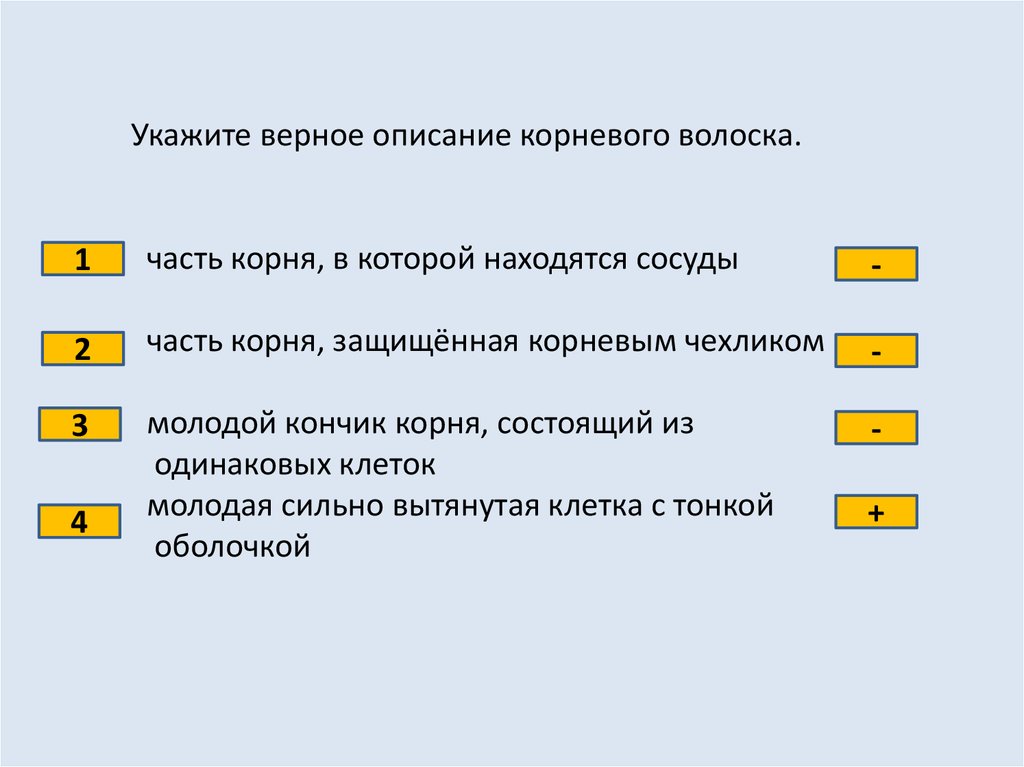 Описание верного. Выбери верные утверждения корневые волоски. Укажите верное описание корневого волоска. Выберите верные утверждения корневые волоски. Части корня, в которых находятся сосуды.