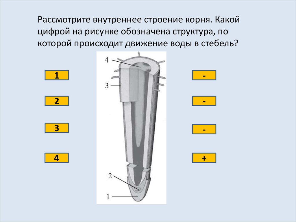 Какой цифрой на рисунке обозначена структура. Структура корня по которой происходит движение воды в стебель. Структура по которой происходит движение воды в корень. Рассмотрите внутреннее строение корня. Внутреннее строение корня движение воды.