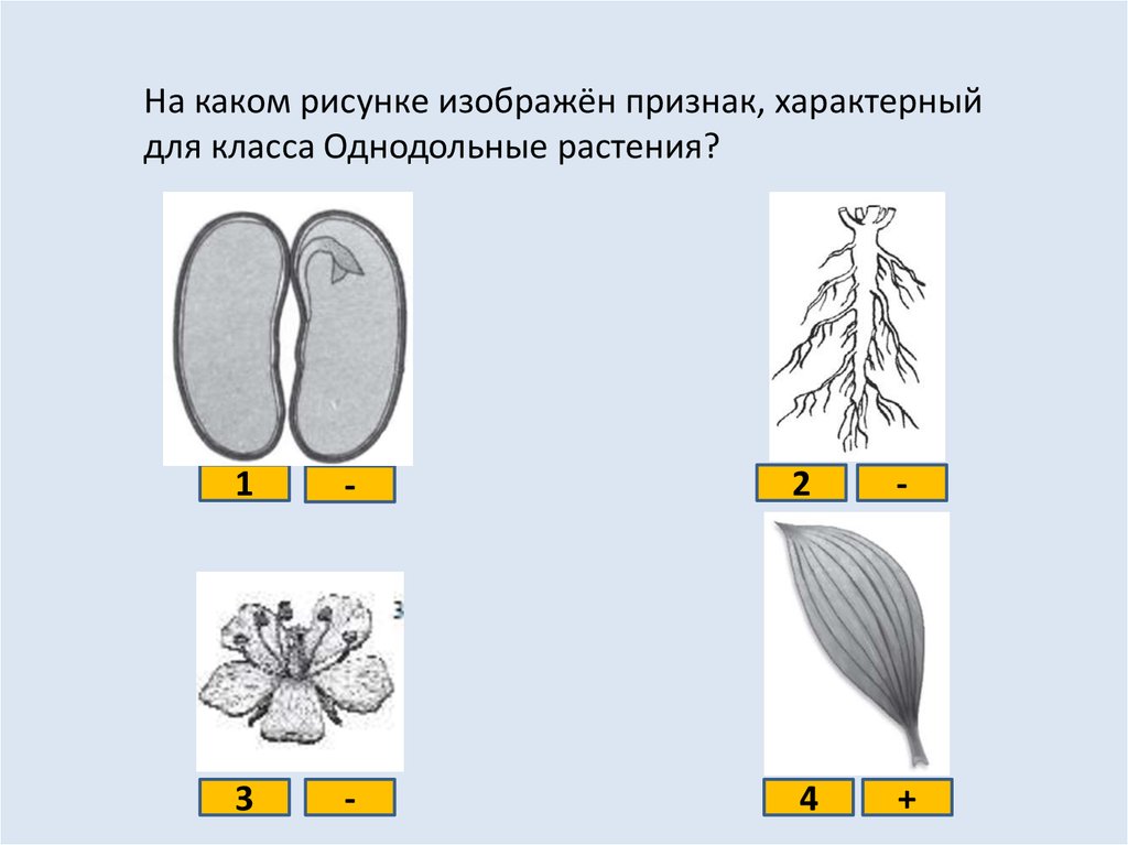 Какие есть признаки рисунка. Признак характерный для класса однодольных растений. Признаки характерные для класса Однодольные. Характерные для класса Однодольные растения:. Для однодольных растений характерна.