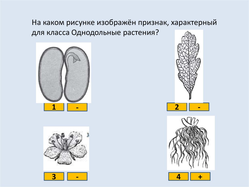 Признаки какого класса на нем изображены. Признак характерный для класса однодольных растений. Характерные для класса Однодольные растения. Характерные признаки класса Однодольные. Рисунок характерный для класса двудольных растений.