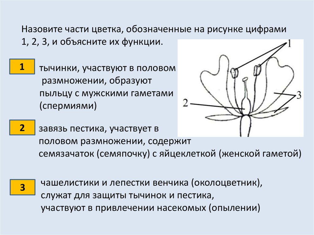 В какой части цветка протекает этот процесс. Функции частей цветка таблица. Назовите части цветка обозначенные на рисунке цифрами 1 2 3. Части цветка участвующие в размножении. Главные части цветка функции.
