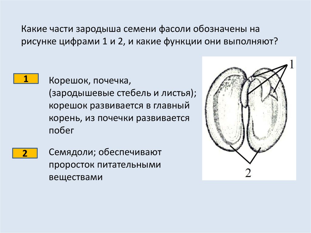 Сходства проростка и зародыша. Зародышевый корешок семени фасоли. Функции зародыша фасоли. Зародышевая почечка функции. Какую функцию выполняет зародышевый корешок.