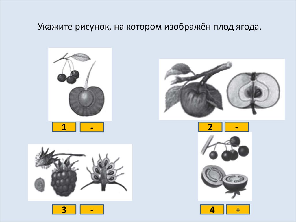 Какие типы плодов изображены на рисунке. Укажите рисунок на котором изображён плод ягода. Тип плода ягода рисунок. Укажите рисунок на котором. Тест по плодам растений.