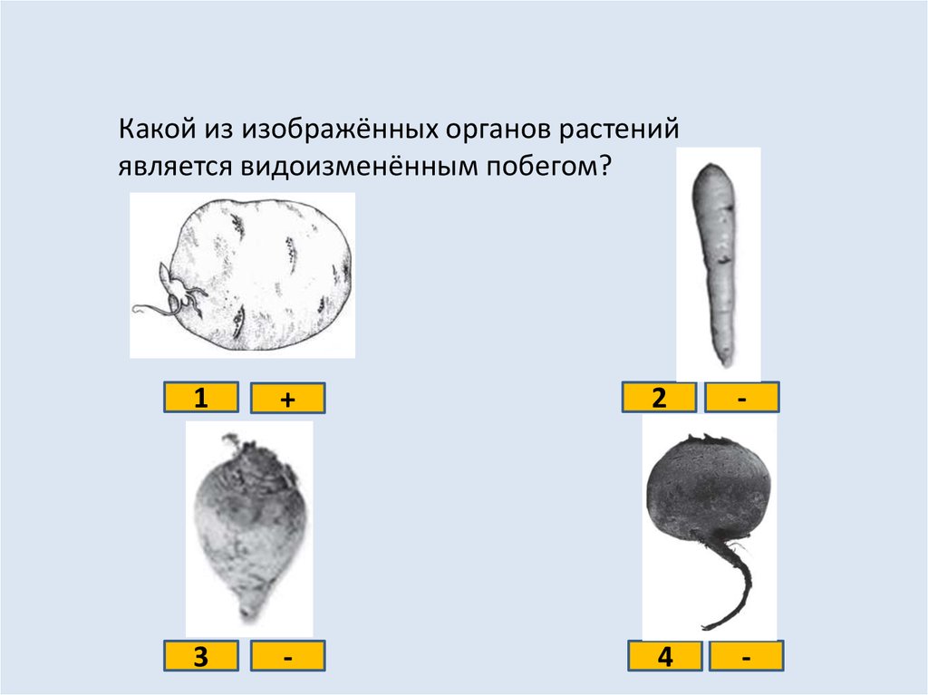 Тест по теме генеративные органы растений