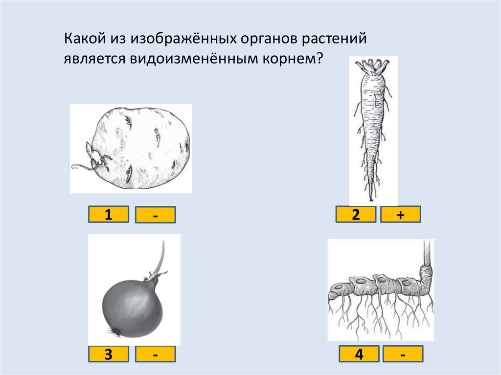 Орган растения обозначенный на рисунке. Какой из и органов растений является видоизменённым корнем?. Какой из изображённых органов растений является видоизменённым Корн. Какой из органов растений является видоизмененным корнем. Какой из изображенных органов является видоизмененным корнем.