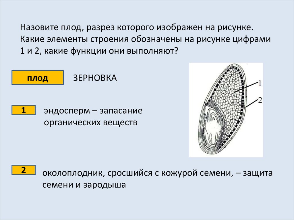 Как называется строение. Элементы строения зародыша зерновки. Назовите плод разрез которого изображен. Назовите плод разрез которого изображен на рисунке. Какая структура обозначена на рисунке 2.