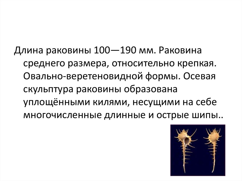 Имеет уплощенную форму