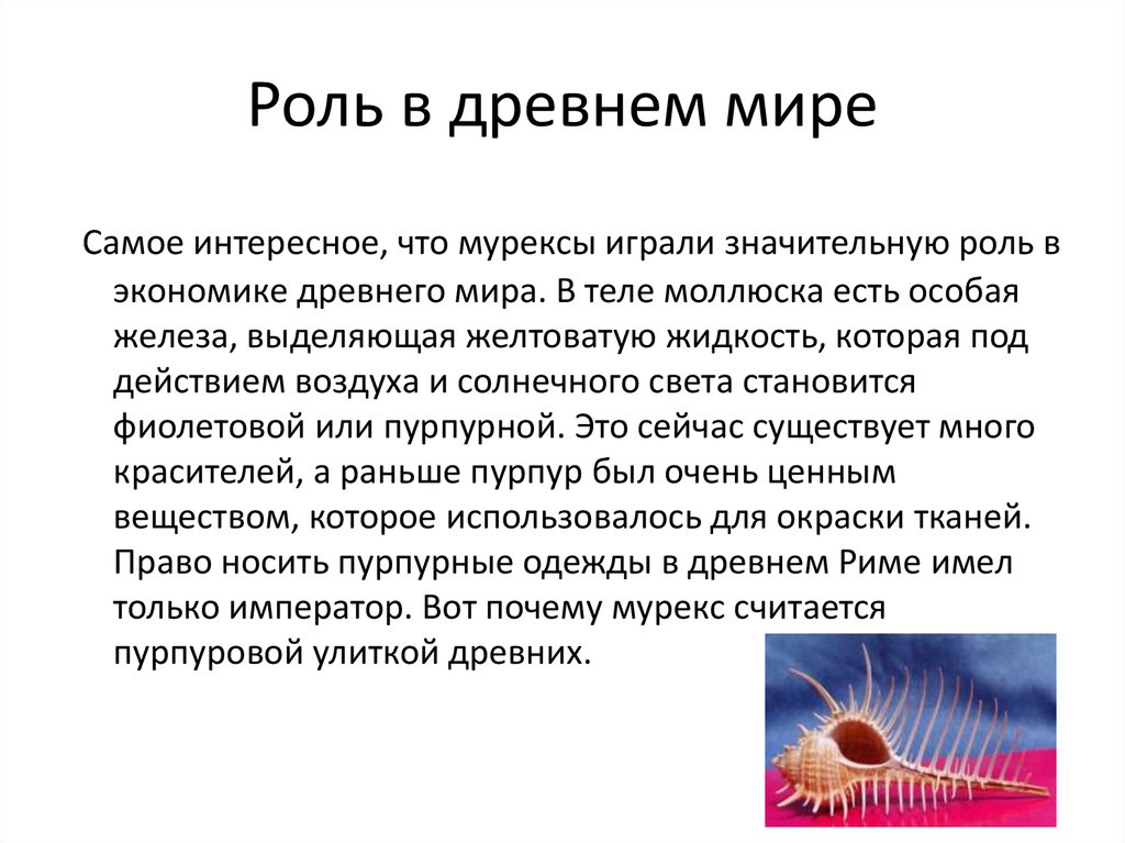 Играет значительную роль. Функции в древности. Мурекс роль в жизни человека кратко. Интересный факт о мурексах. Малюська впервые появляется особое железо.