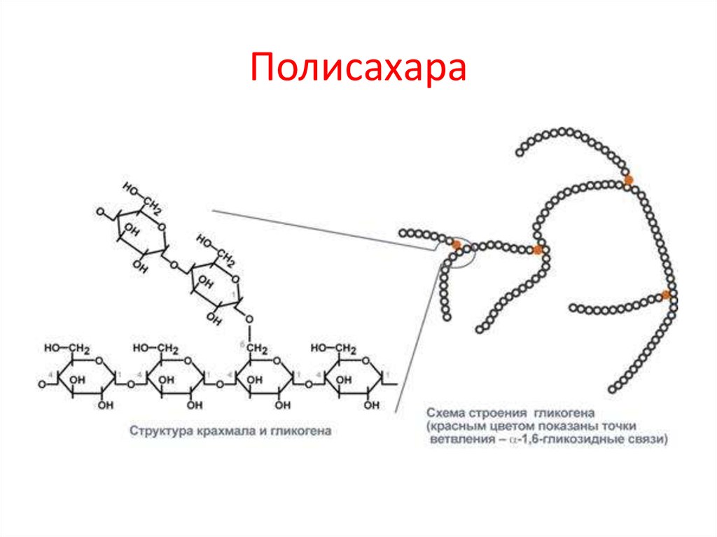 Крахмал строение. Структура крахмала и гликогена. Схема строения гликогена. Крахмал гликоген Целлюлоза строение. Строение крахмала и гликогена.