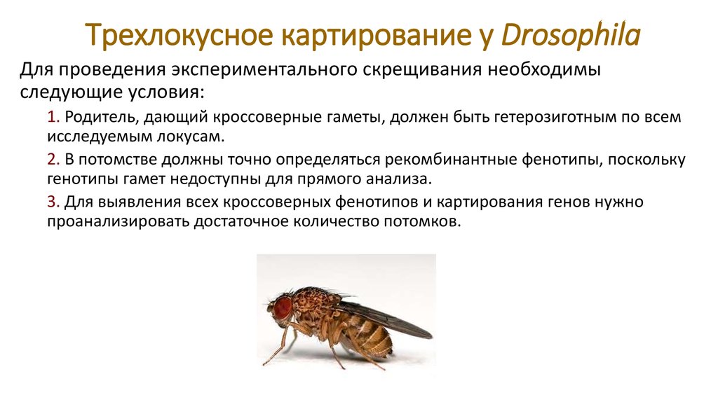Трехлокусное картирование у Drosophila