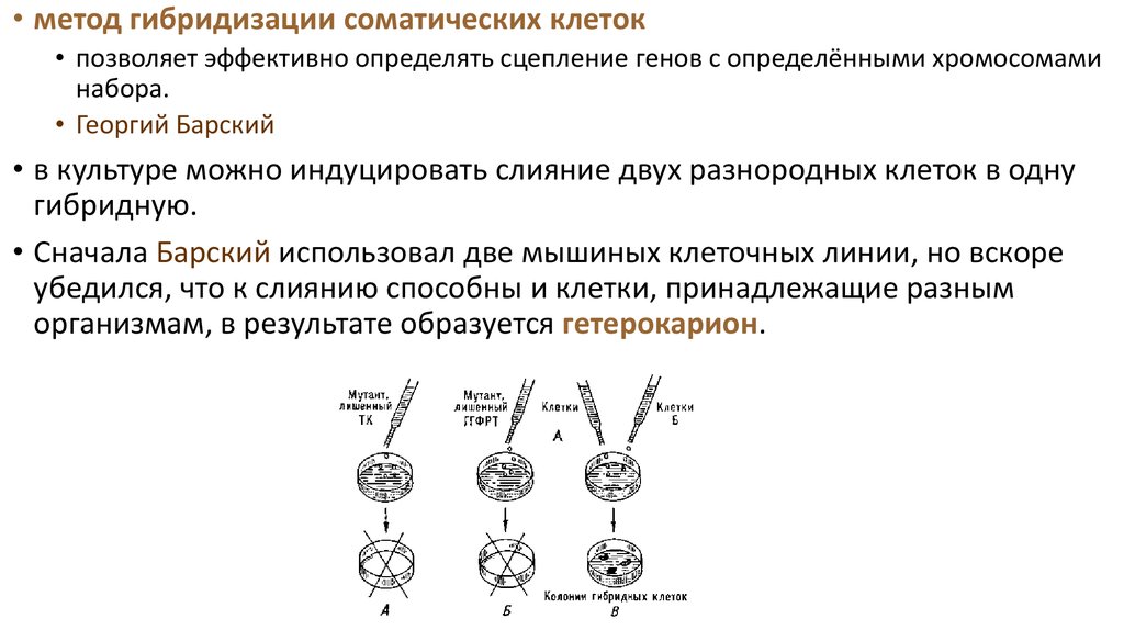 Презентация картирование хромосом человека