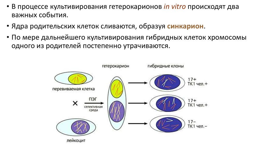 Презентация картирование хромосом