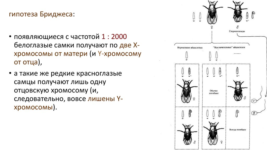 Презентация картирование хромосом человека