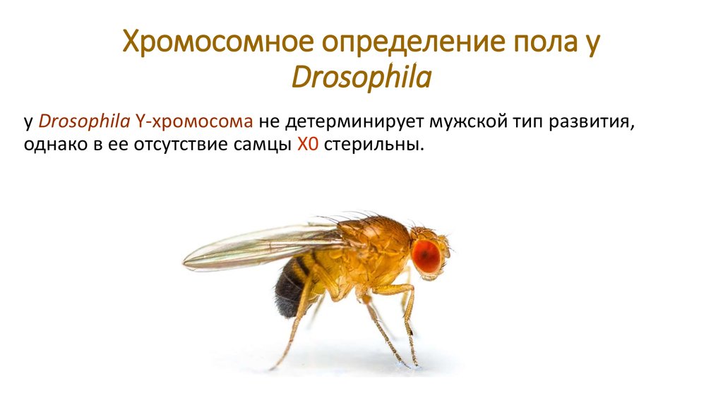 Хромосомное определение пола у Drosophila