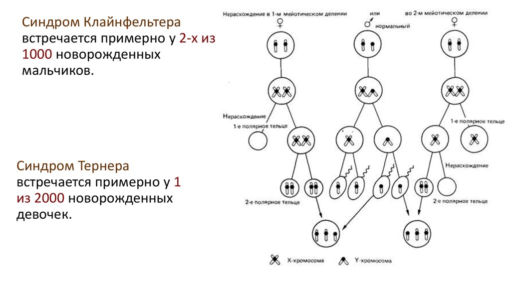 Презентация картирование хромосом человека