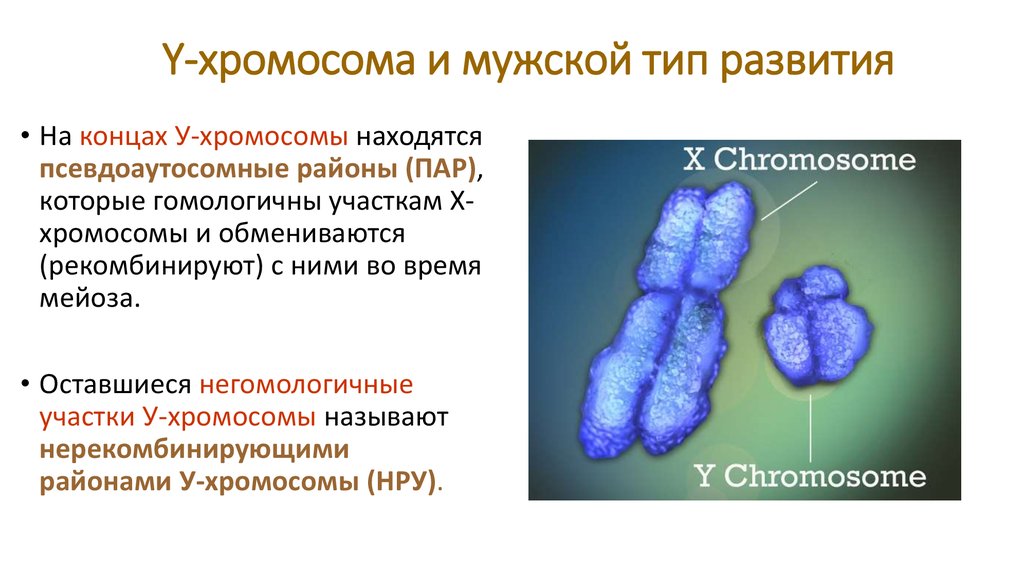 Y-хромосома и мужской тип развития