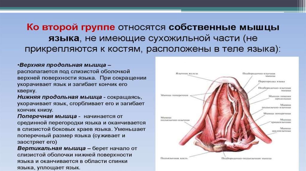 Мышцы языка картинка