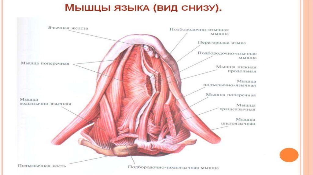 Продольные мышцы рисунок