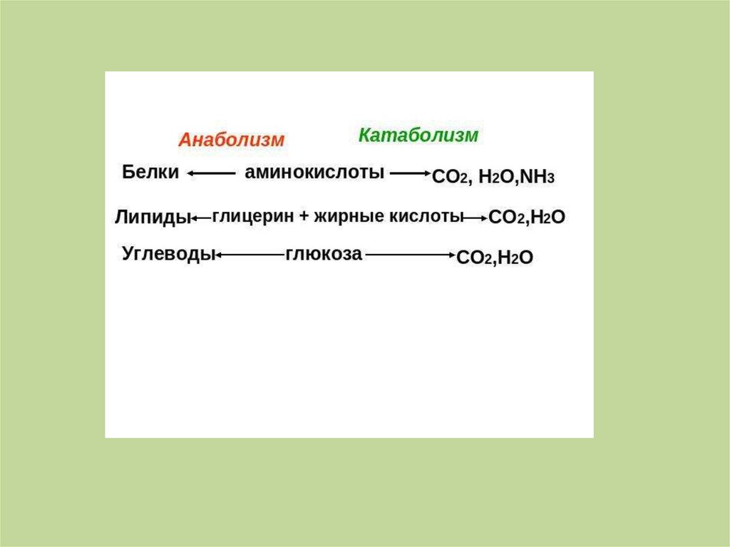 Анаболизм презентация. Катаболизм Глюкозы до со2 и н2о. Амин + со2. 2 Амин и вода.