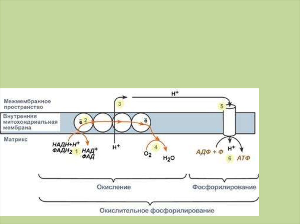 Окислительное фосфорилирование обобщенная схема