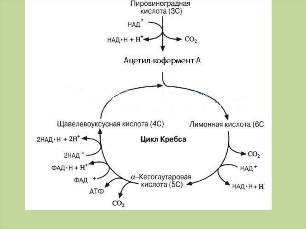Аэробного клеточного дыхания. Цикл трикарбоновых кислот и гликолиз. Схема клеточного дыхания цикл Кребса. Окислительные реакции цикла Кребса. Кребс цикл Кребса.