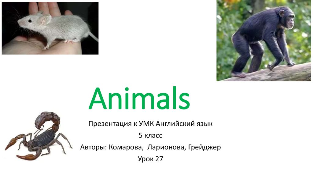 Animals презентация. Animals 2 класс презентация. Животные презентация 9 класс. О животном на английском 5 класс презентация.