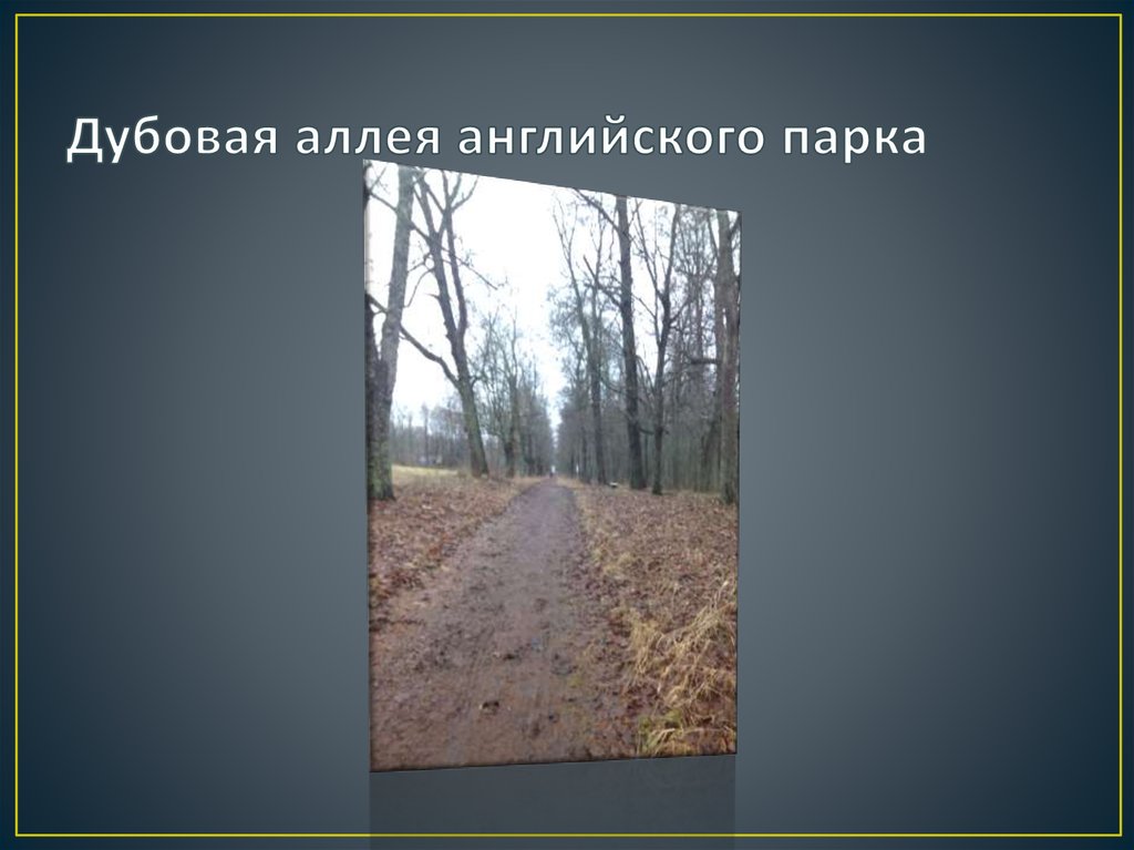 Дубовая аллея английского парка