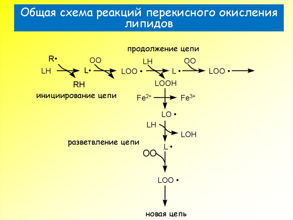 Последствия перекисного окисления липидов. Схема инициации перекисного окисления липидов. Схема реакций перекисного окисления липидов. Перекисное окисление липидов включает реакции. Свободнорадикальное перекисное окисление липидов.